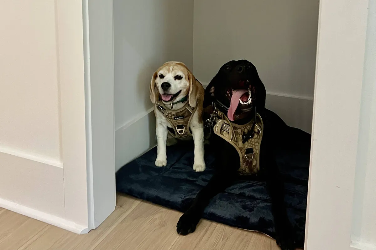 Inside the home, two dogs relax together on a cozy dog bed, with harnesses nearby. The setting is playful and inviting, showcasing a dedicated pet-friendly space that makes four-legged family members feel welcome and at home.